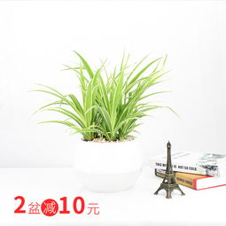 懒人绿植排名_十大懒人养的室内植物--第1张