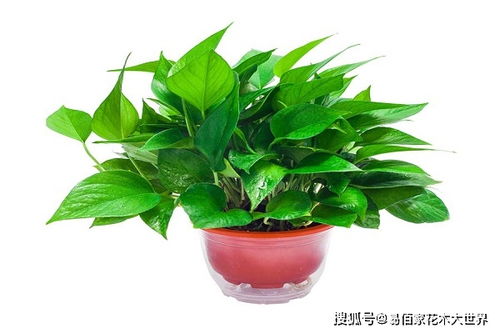懒人绿植绿萝怎么养_懒人花盆养绿萝怎么养--第1张
