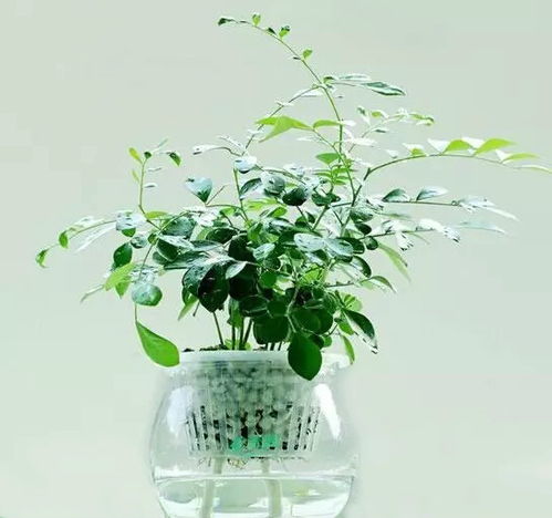 懒人绿植贴吧_懒人植物怎么养--第1张