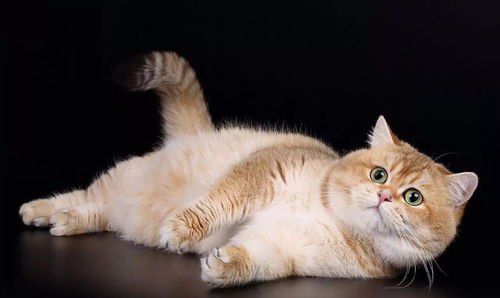 养猫懒人绿植图片_懒人适合养狗还是猫--第1张
