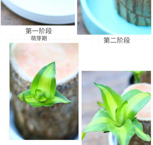 懒人水上绿植_水上养花--第1张