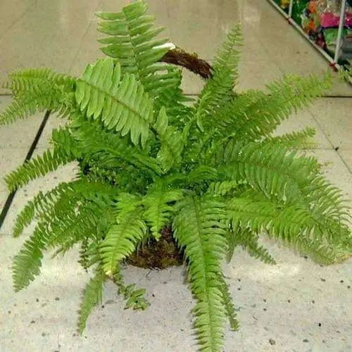 懒人绿植盆栽蕨_蕨类盆景怎么养--第1张