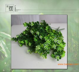 懒人绿植米兰_米兰 绿植--第1张