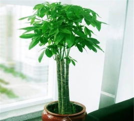 绿植懒人耐旱树苗_耐旱的绿叶植物--第1张