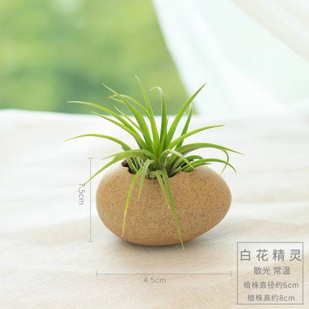 懒人木质绿植_懒人植物--第1张