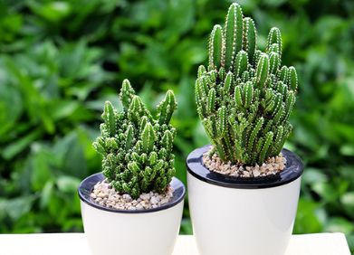 小绿植懒人_绿植小型--第1张