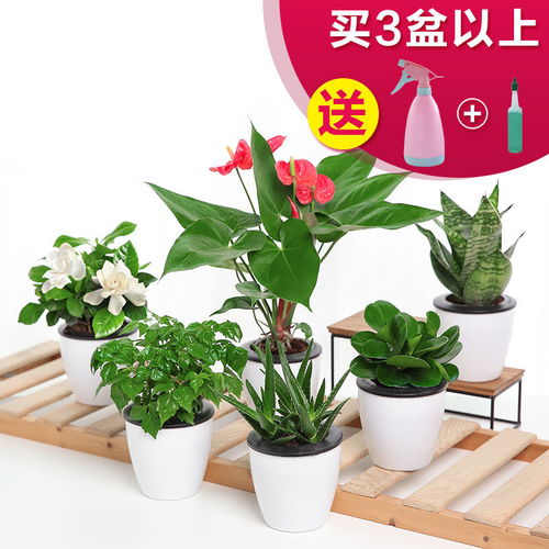 懒人的花卉绿植_懒人植物有哪些--第1张