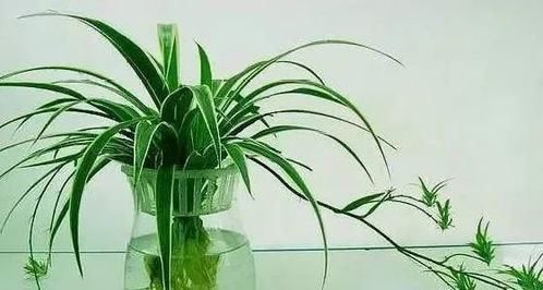 懒人绿植瓶子_用瓶子做植物--第1张