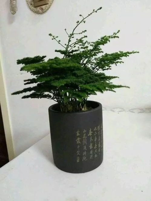 冬季懒人养绿植_冬季如何养绿植--第1张