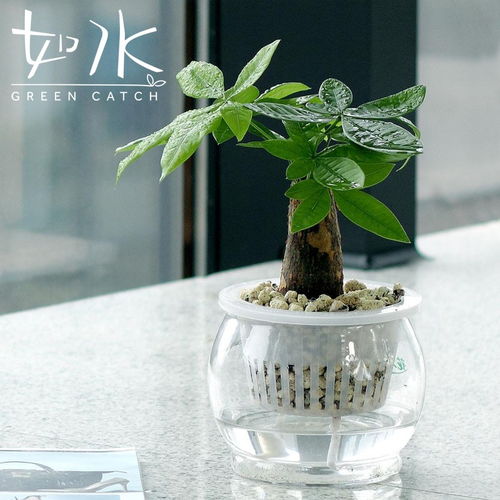 绿植懒人补水器_绿植懒人补水器好用吗--第1张