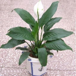 懒人绿植奶油风_烘焙植物奶油--第1张