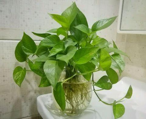 懒人绿植小盆栽_懒人绿植小盆栽怎么养--第1张