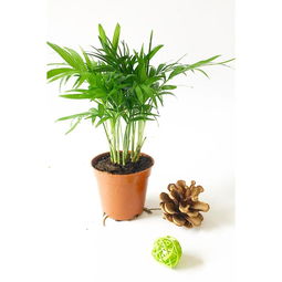 绿植懒人绿植客厅_懒人 绿植--第1张