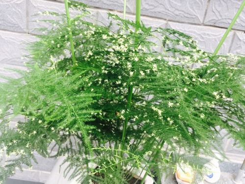 高档懒人绿植基质_高档懒人绿植基质怎么样--第1张