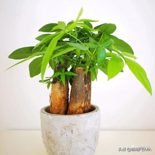 夏天懒人绿植推荐_适合夏天养的植物--第1张