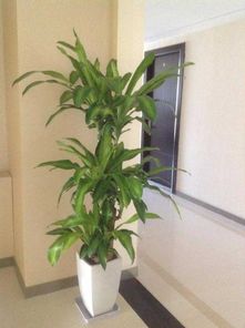 懒人的绿植招财_适合懒人的植物--第1张