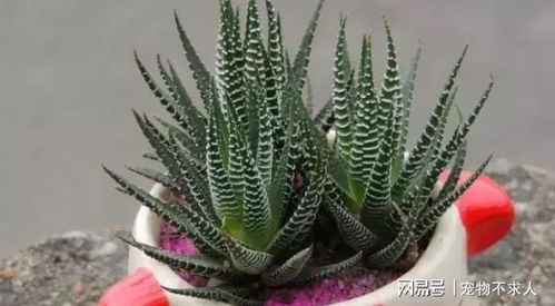 懒人绿植耐干旱_耐旱绿化植物--第1张