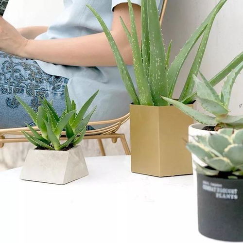 懒人绿植养护视频_懒人养植物--第1张