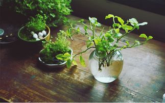 带灯懒人绿植_植物灯带效果--第1张