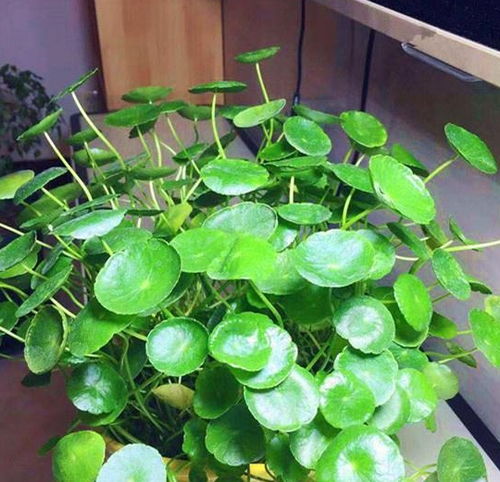 绿植懒人花盆_绿植懒人盆怎么用--第1张