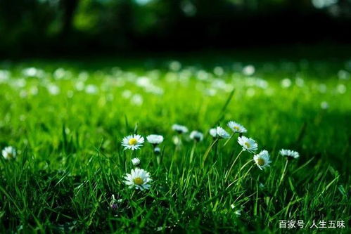 短剧时光静待花开免费在线观看_时光不语,静待花期--第1张