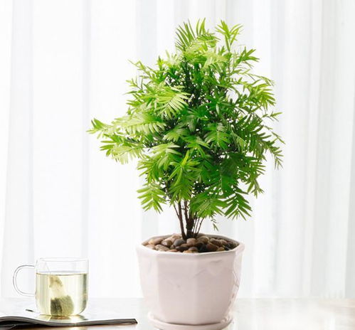 懒人绿植摆件推荐_懒人植物盆栽有哪些--第1张