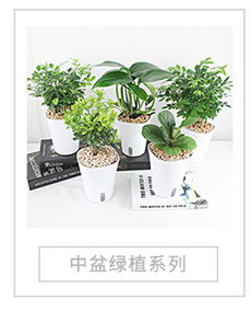 懒人绿植分享_懒人植物花卉--第1张