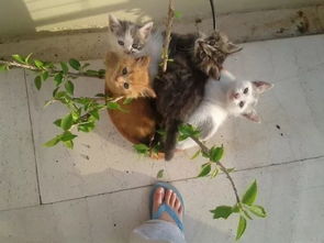 懒人绿植养猫_懒人绿植养猫好不好--第1张