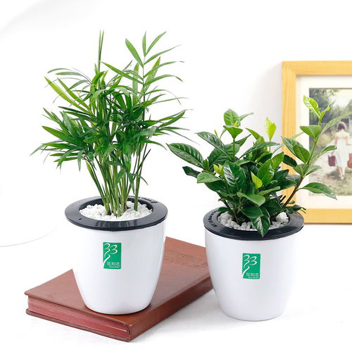 懒人绿植室内耐旱绿植推荐_好养耐旱室内盆栽植物--第1张