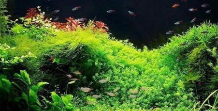 鱼缸懒人绿植_鱼缸懒人绿植怎么养--第1张