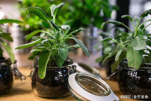 懒人绿植施肥_绿植肥料怎么做--第1张