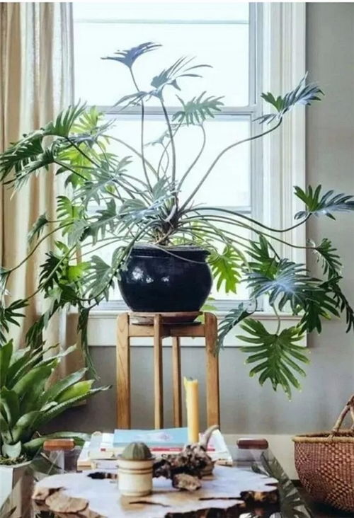 懒人绿植布置房间_懒人绿植布置房间效果图--第1张
