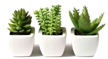 室内懒人爬墙绿植_室内养爬墙植物破坏风水吗--第1张