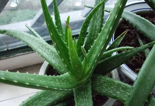 懒人绿植养殖方案_懒人植物怎么养--第1张