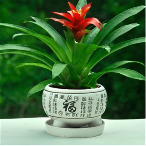 懒人室内开花绿植_室内懒人盆栽有哪些--第1张