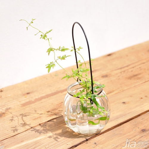 懒人绿植阳台_懒人绿植阳台图片大全--第1张