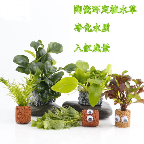 懒人绿植水草_鱼缸懒人水草--第1张
