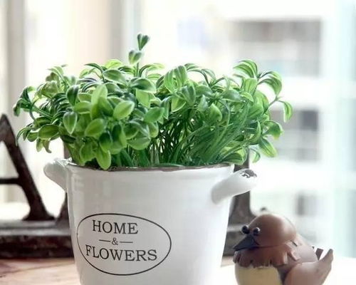 绿植盆器懒人_绿植盆手工制作--第1张