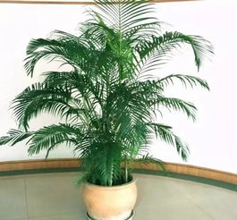 懒人绿植散尾葵_散尾葵怎么样养活--第1张