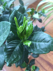 懒人绿植有白色虫子_绿植有白色的虫卵怎么办--第1张