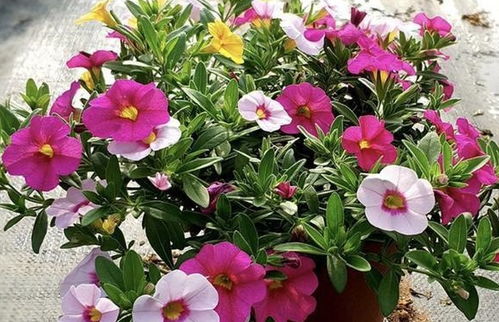 懒人养的花绿植图片_懒人养的花绿植图片大全--第1张