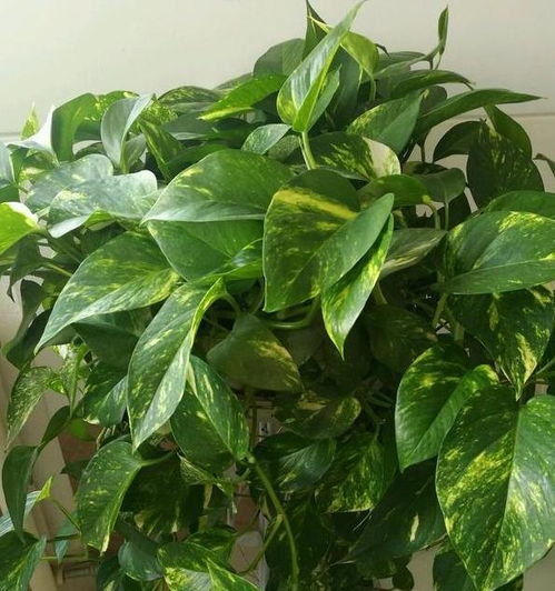 懒人树绿植_懒人植物怎么养--第1张