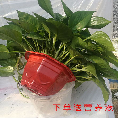 自吸水懒人小绿植_自吸水植物--第1张