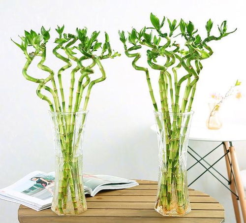 懒人绿植适合室内_懒人绿植适合室内养殖吗--第1张