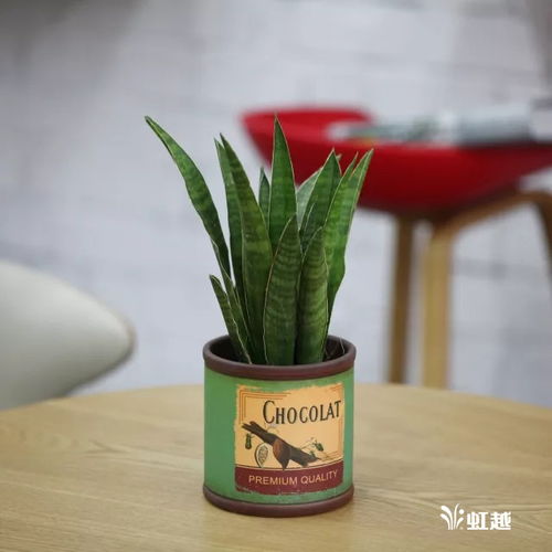 懒人绿植推荐公司_懒人养的绿植有哪些--第1张