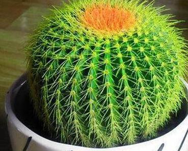 懒人绿植的特点_懒人养的绿植有哪些--第1张