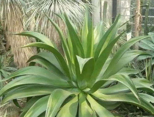 懒人绿植耐高温_耐高温绿化植物--第1张