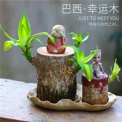 水培懒人绿植_适合懒人养的水培绿植--第1张