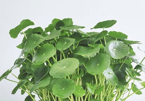 最适合水养的懒人绿植品种_适合水养的花草有哪些--第1张