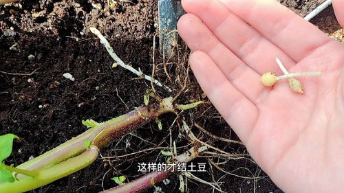 桌面懒人绿植推荐_适合桌面的小植物--第1张